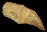 Fossil Rooted Mosasaur Tooth - Morocco #117049-1